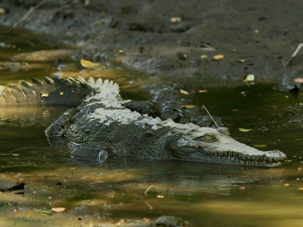 Atacado Por Crocodilo Em Festa De Aniversário