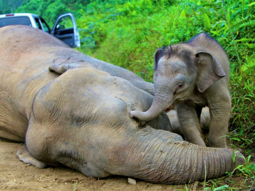 Elefantes pigmeus encontrados mortos por envenenamento