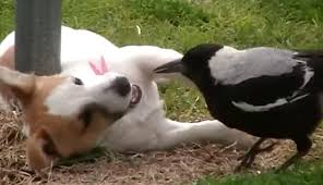 Pássaro diverte-se a brincar com um cão (Foto: reprodução)