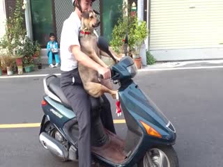 Cão adora andar de mota com o dono (Foto: reprodução)