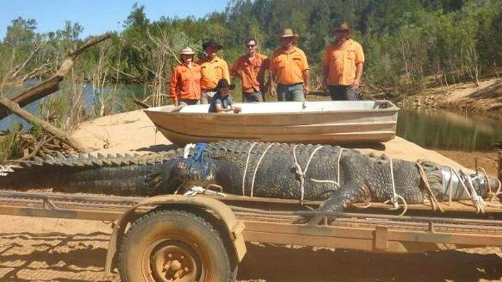 Crocodilo gigante com 600 kg capturado na Austrália | TVI24